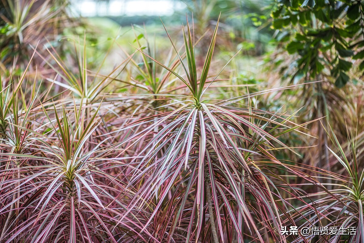 装修房子吸甲醛最好的是什么植物,新房入住有什么植物适合吸甲醛