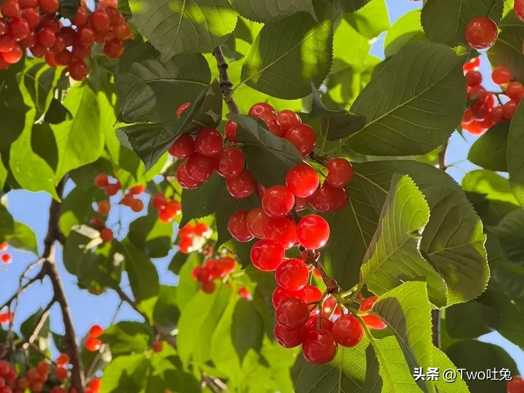 车厘子和樱桃可以有什么区别,车厘子和樱桃到底有什么区别呢