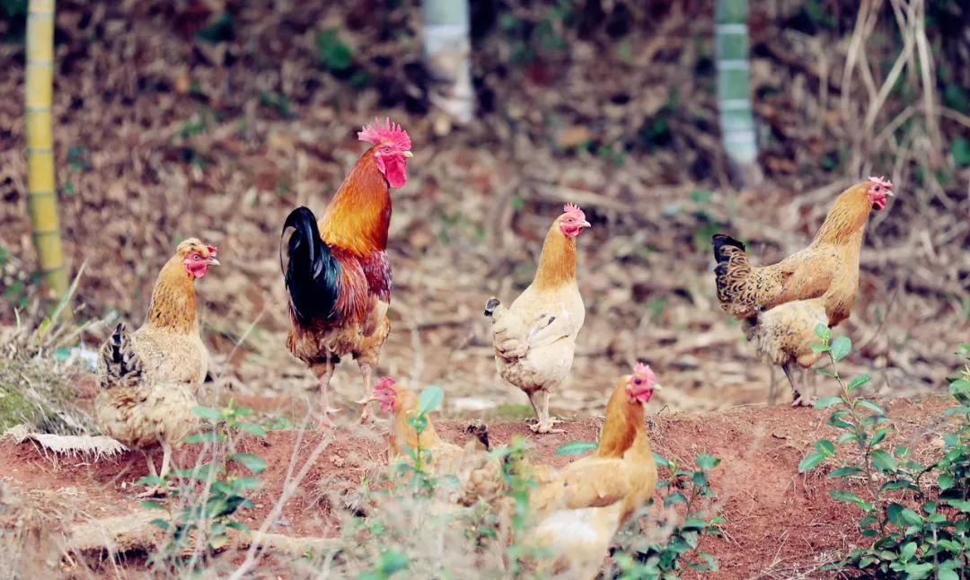 遂昌吃喝玩乐的地方,遂昌千佛山旅游度假