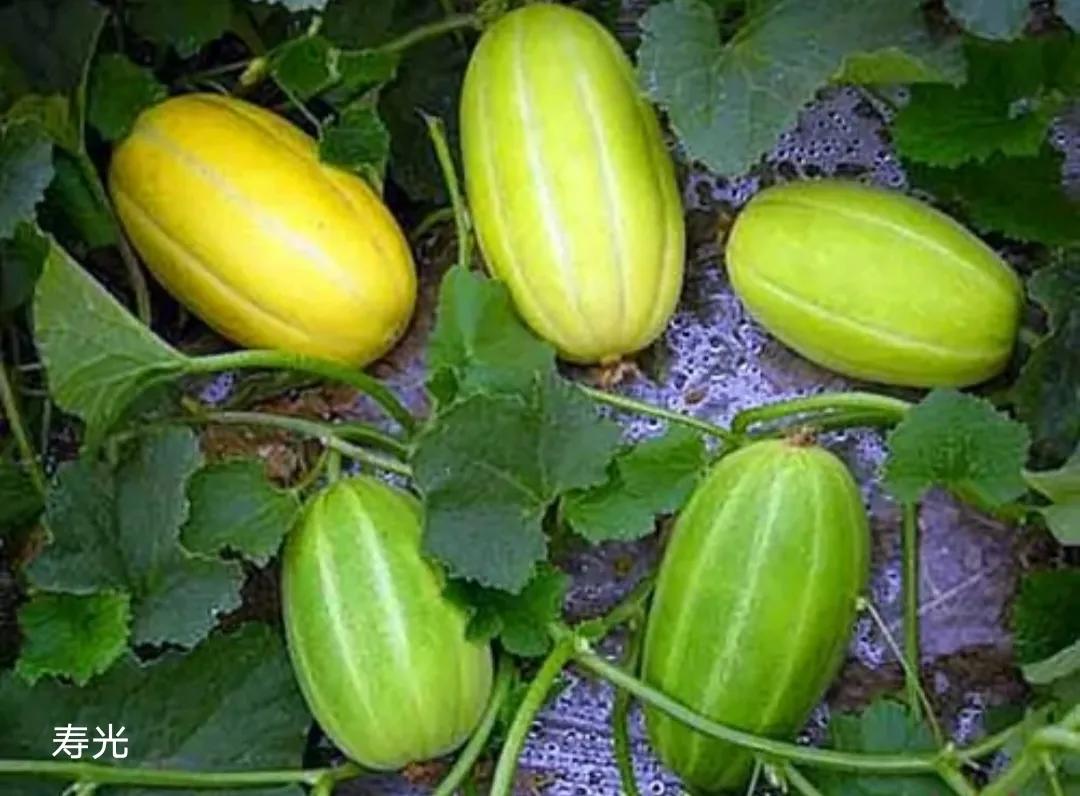 垂涎欲滴的瓜世界：瓜田李下说吃瓜，一片冰心香满园