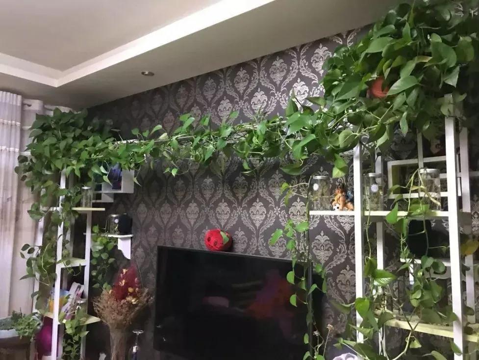 客厅实用盆栽植物有哪些,客厅一般放什么植物盆栽比较好