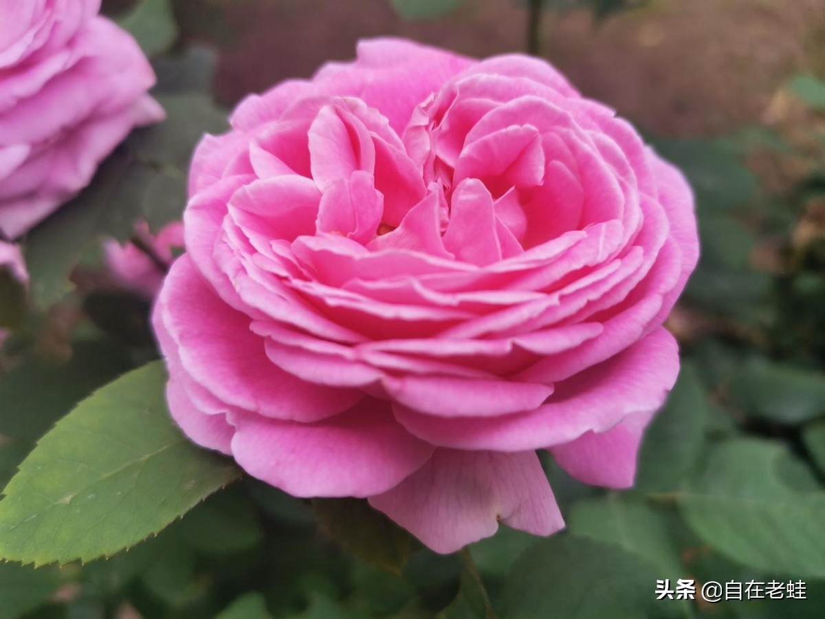 说点儿人话，读点儿诗歌，养点儿美味