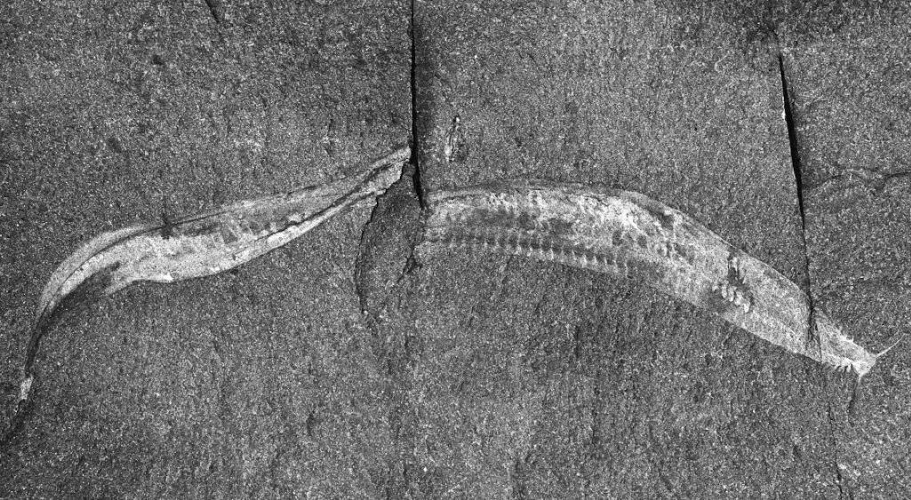 地球简史书籍完整版,地球简史46亿年的奇迹