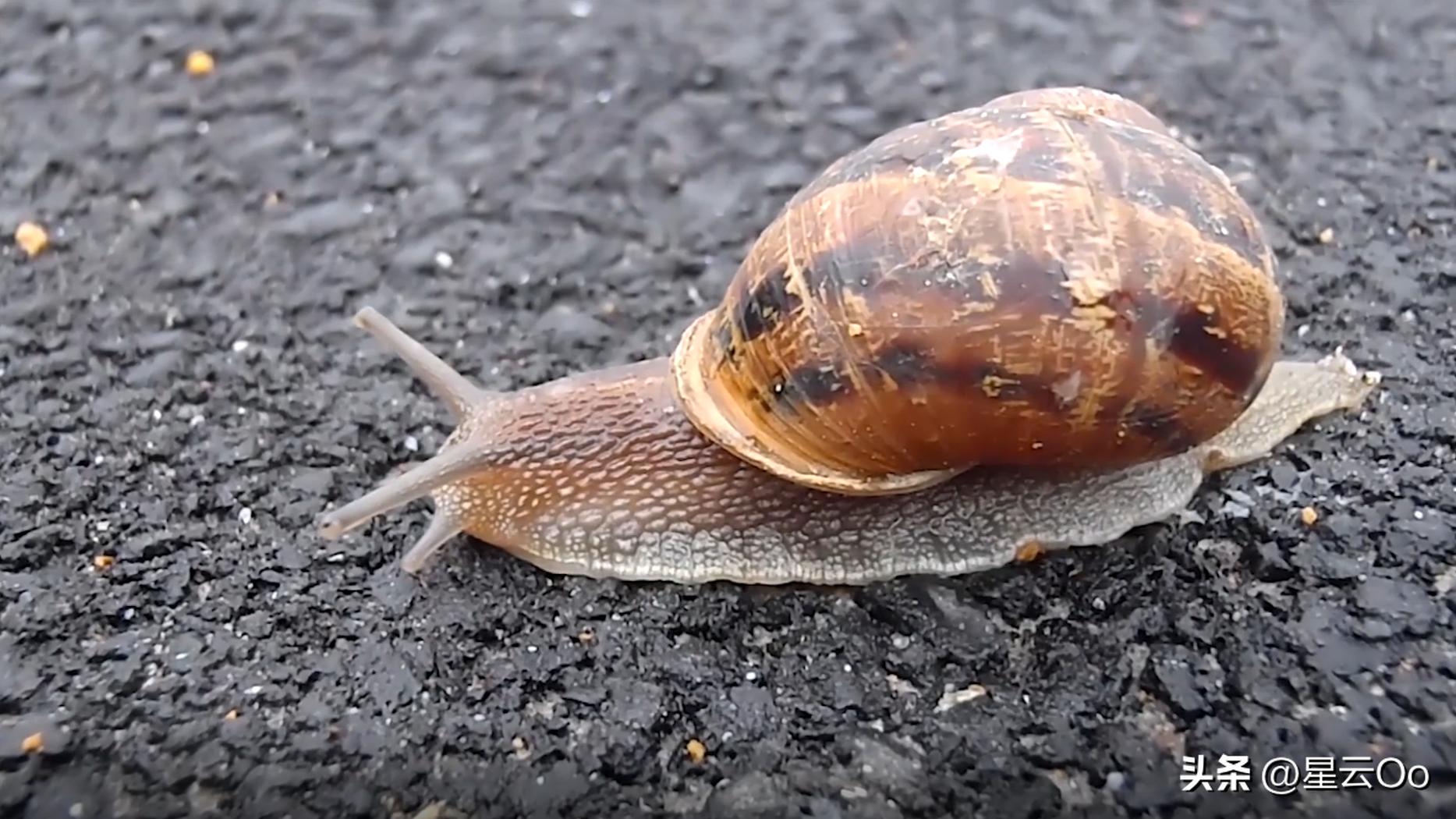 他被幽灵追杀4000公里，轰动美加两国的幽灵追杀案