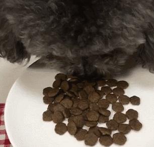 偶尔一两天不遛狗可以吗,不遛狗会导致长不大吗