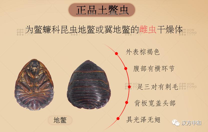 雄土鳖虫可以入药吗,土鳖虫为什么只能用雌虫