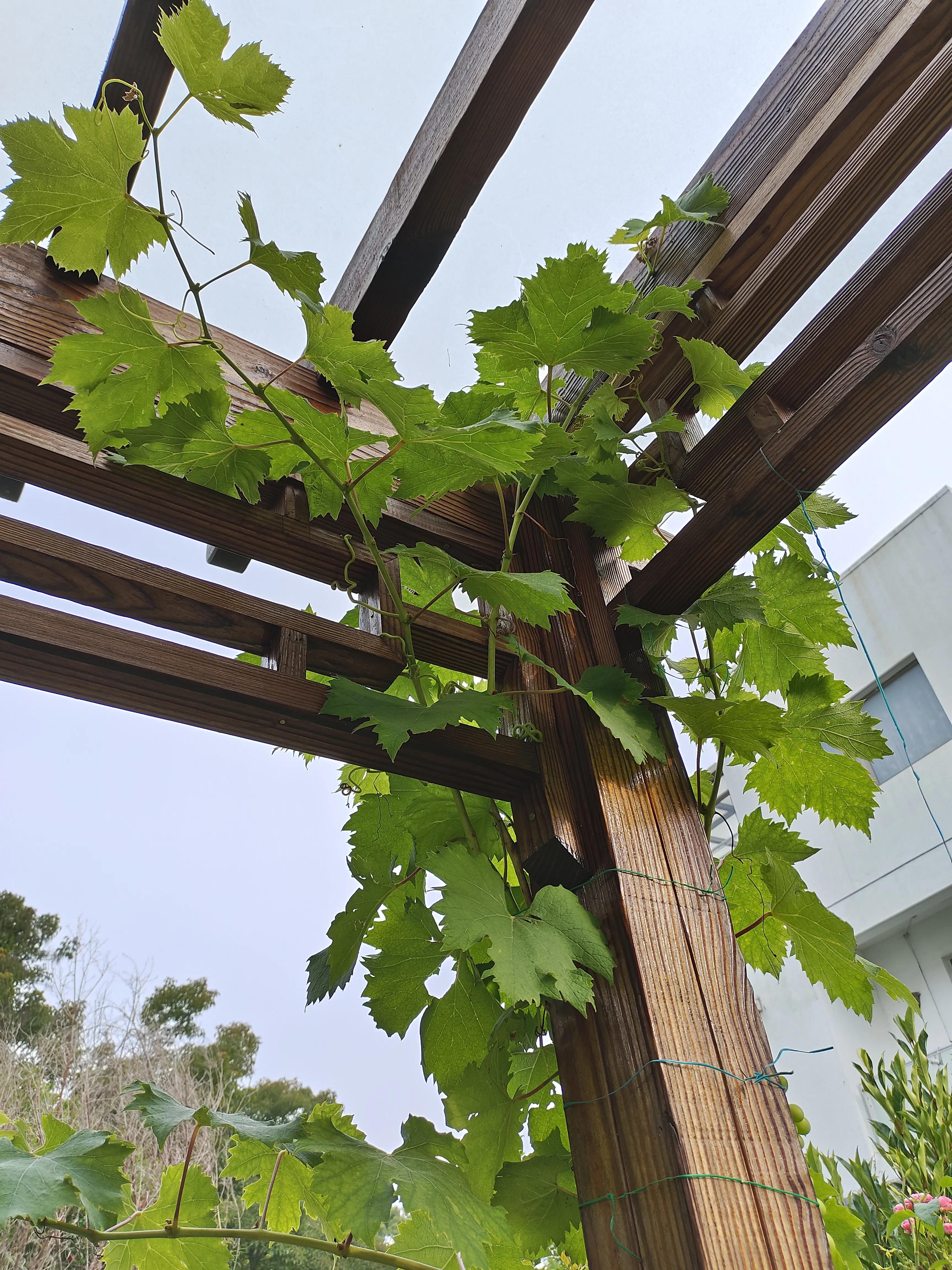 夏天，荷叶，葡萄，草坪，园子里的清凉搭配