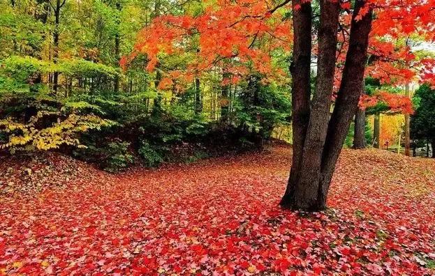 sothatsuchthat的倒装句,sothat和suchthat的区别