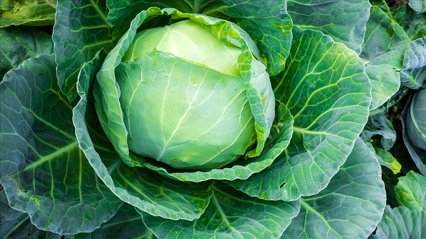 女性多吃这6种食物既美容又养生,女人不舍得花钱吃饭怎么办