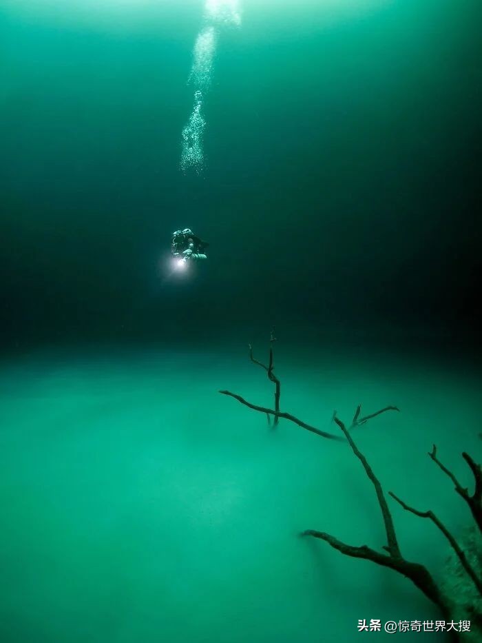 深海恐惧症最怕的100张图,深海恐惧症超长照片