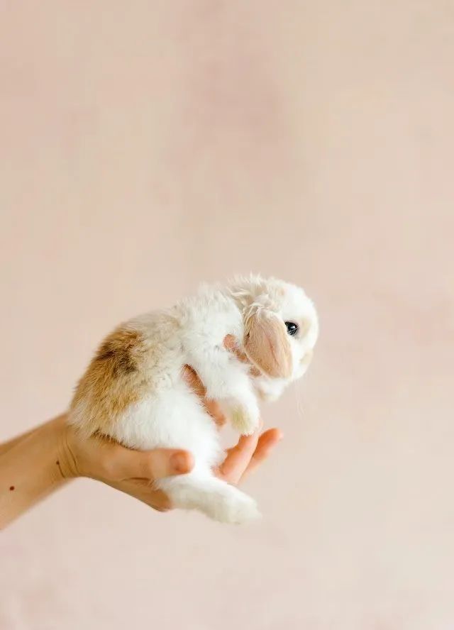 最新致富养殖小项目视频,100种养殖致富项目