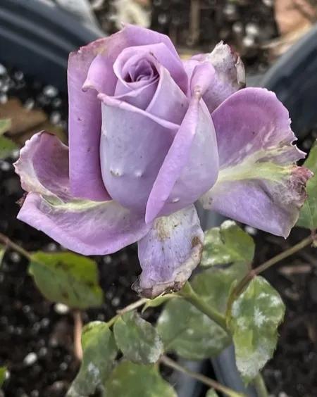 蓝色梦想树月季,蓝色梦想与什么蓝月季一样