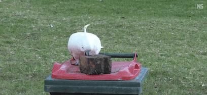 人鸟大战不断升级，想阻止鹦鹉乱翻垃圾桶太难了