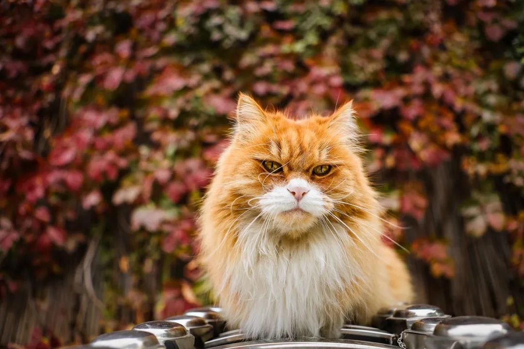 奇怪的蓝星人，小猫咪不懂