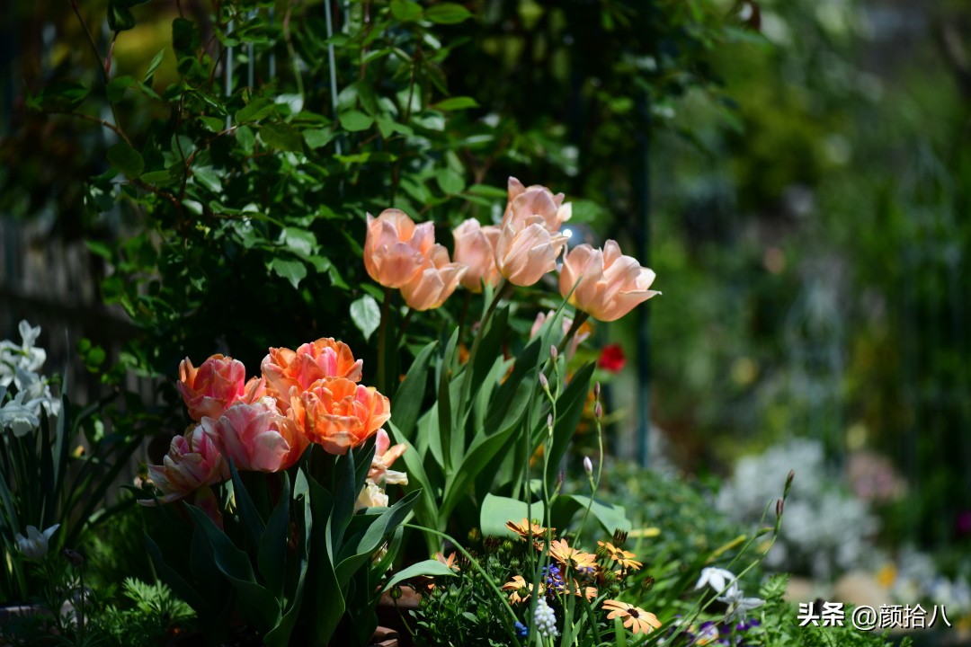 河马花园最耐阴植物,最漂亮的花园里的郁金香