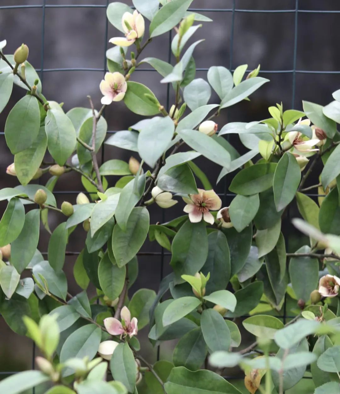 什么花好养又净化空气还漂亮,什么花好看好养抗冻还净化空气