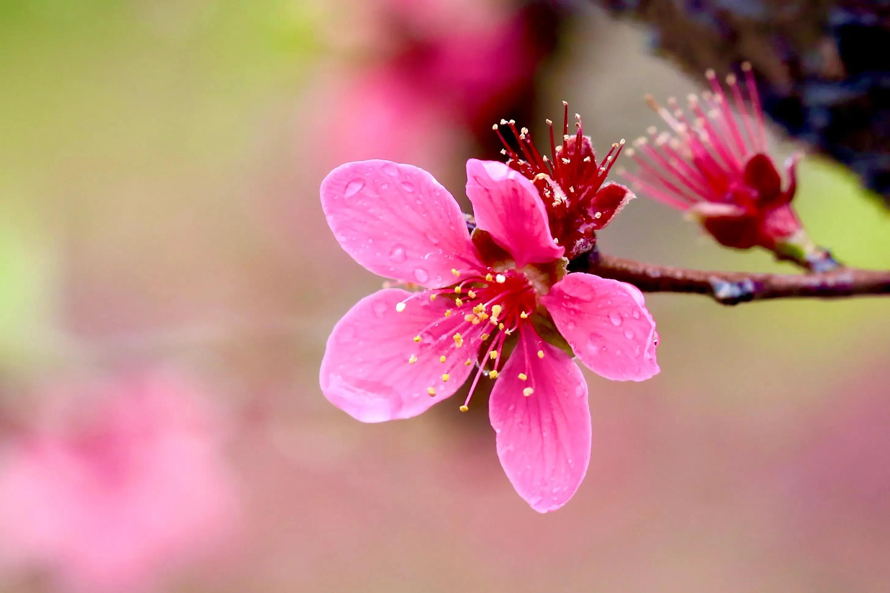 七律春日抒怀直播,浪淘沙春日书怀