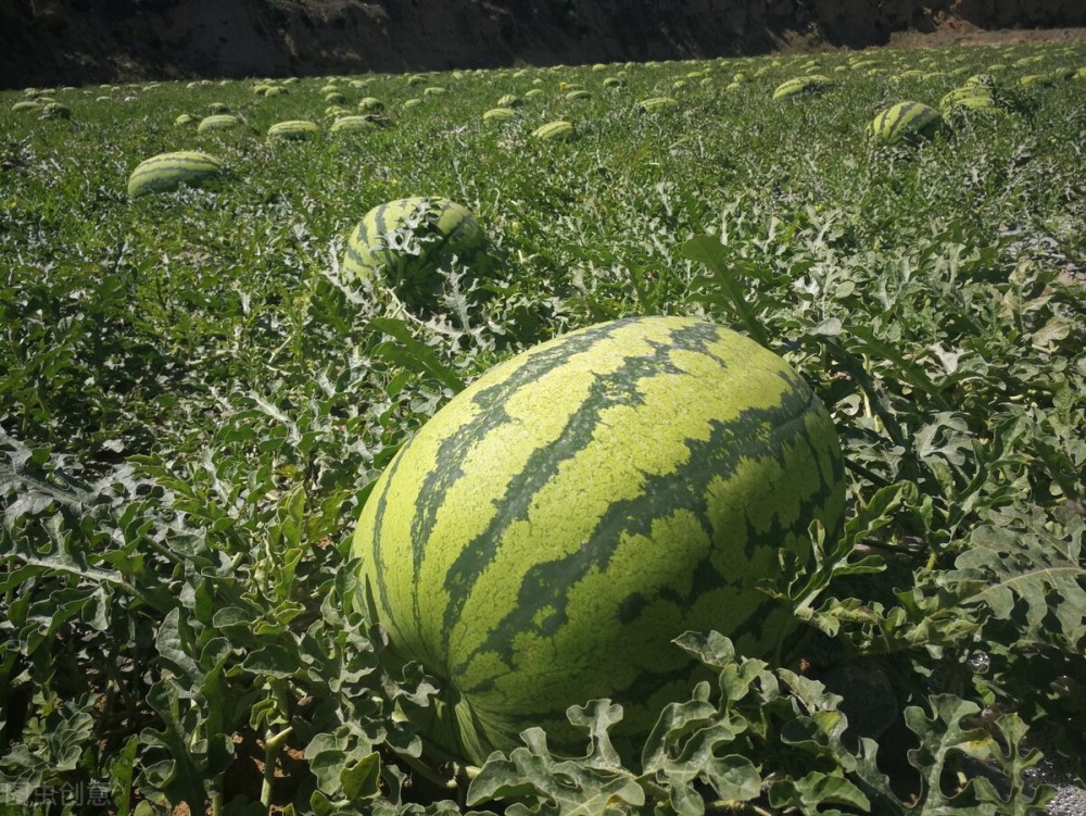 戈壁西瓜种植,戈壁西瓜危害到底有多大