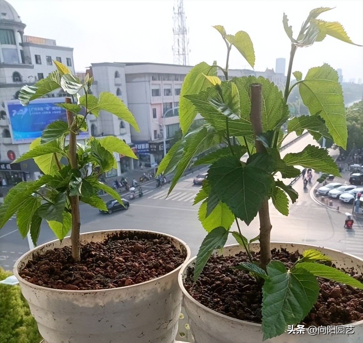 网上买果树苗哪里的假苗最多,网上买的果树苗是真是假