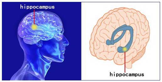 颞叶性癫痫吃什么药,颞叶癫痫药物治疗效果