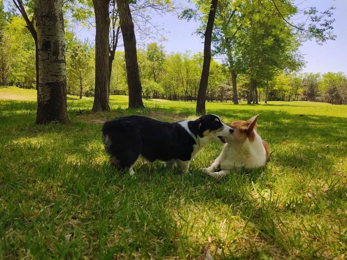 新手养公狗还是母狗好,公狗母狗可以一起养吗