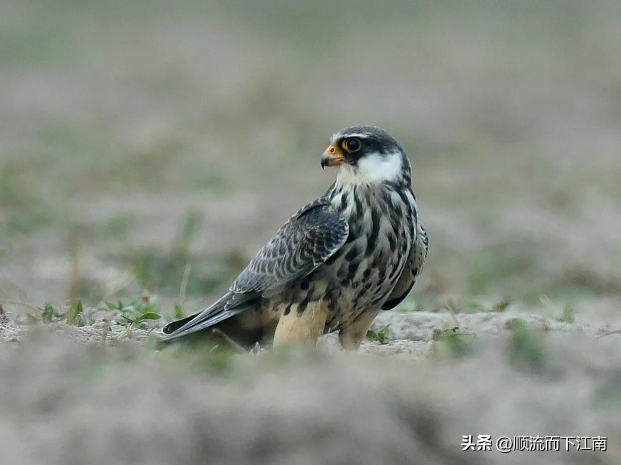红脚隼叫声,红脚隼