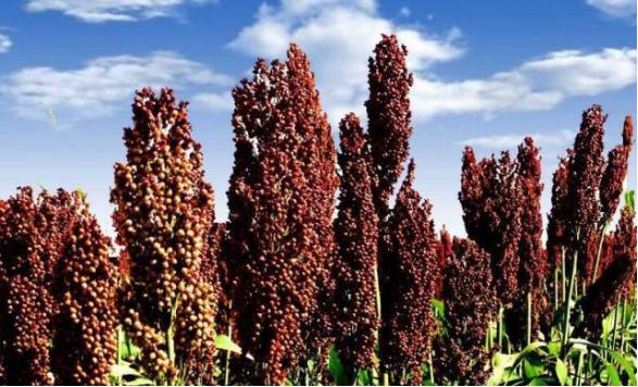 古井贡酒年份原浆哪款适合口粮酒,古井贡酒年份原浆是纯粮食酒吗