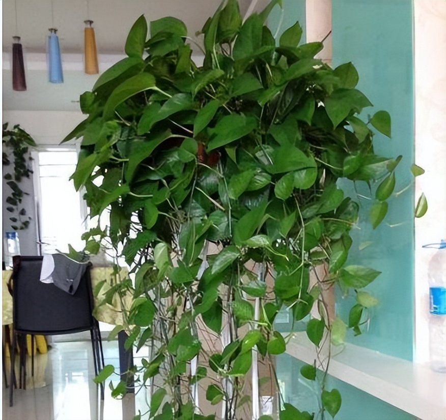 种植花草多久浇一次水好,冬天一浇水就烂根的5种植物