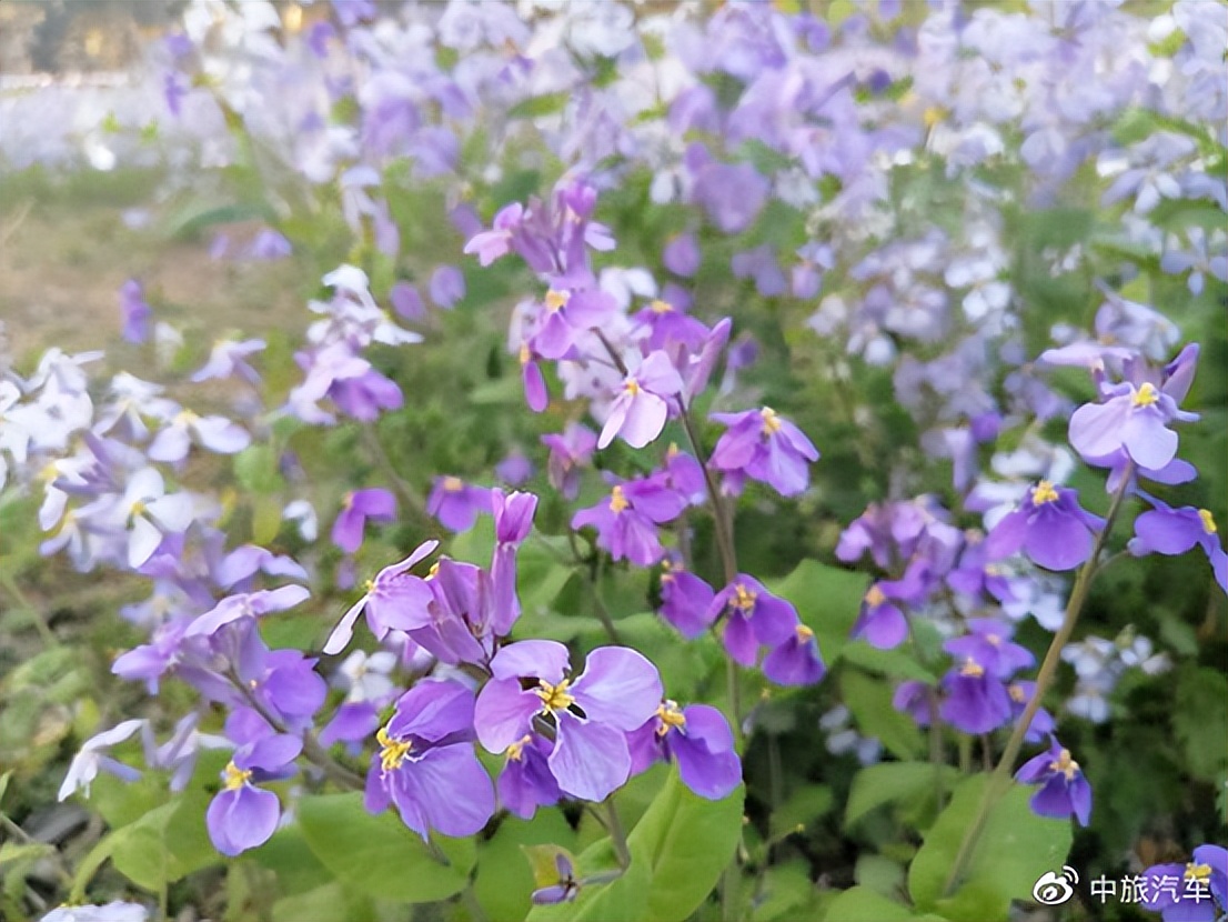 来中旅汽车，发现京城绝美秘境
