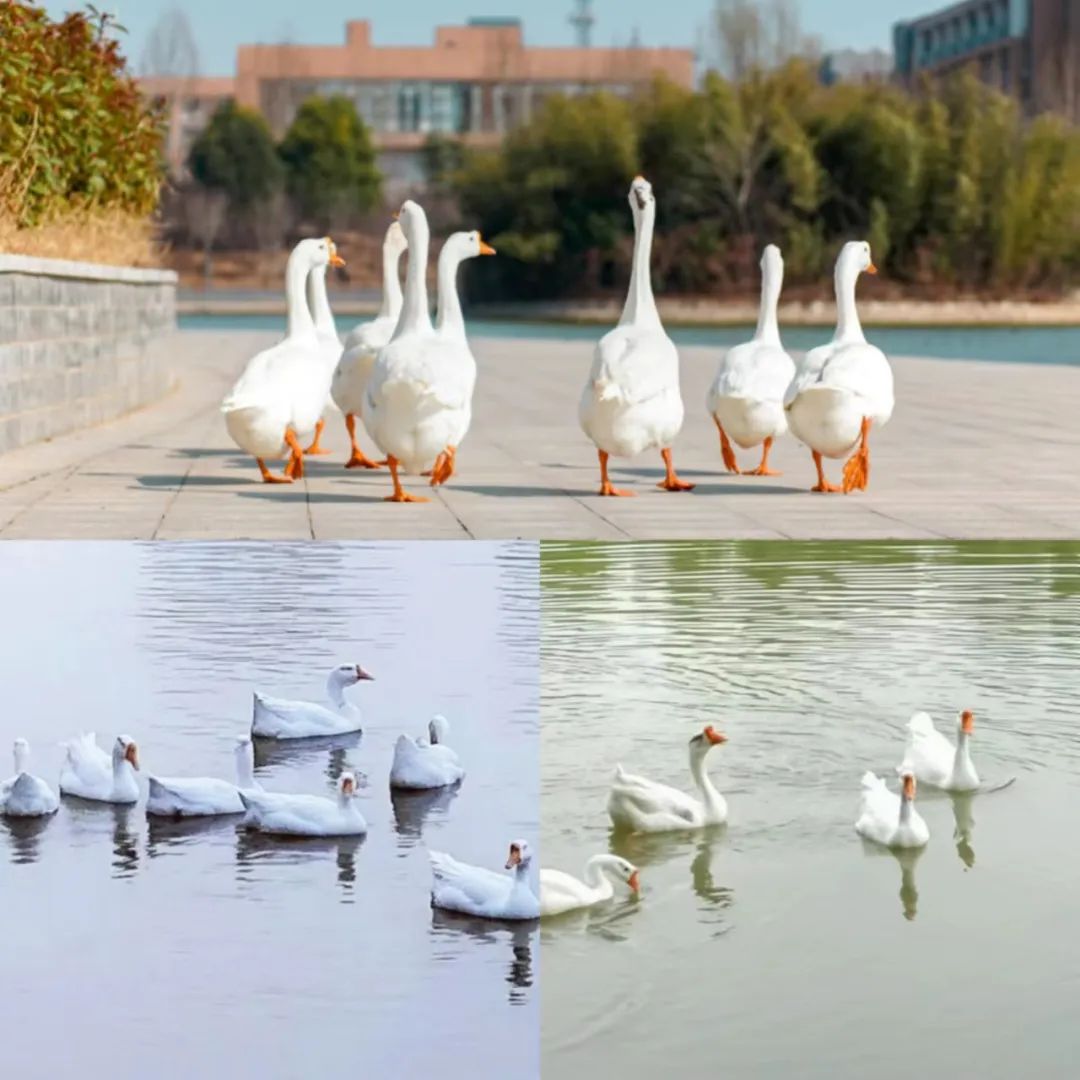 冬日农大美景,优微推荐是什么