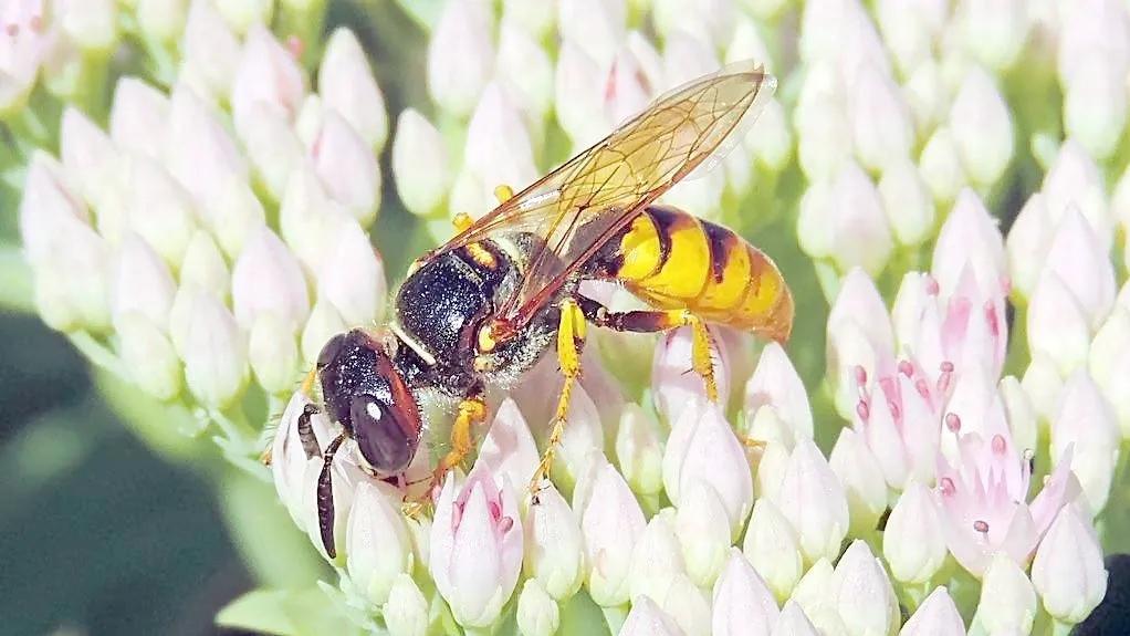 被蜂蜇伤怎么办,蜂蜇伤如何治疗