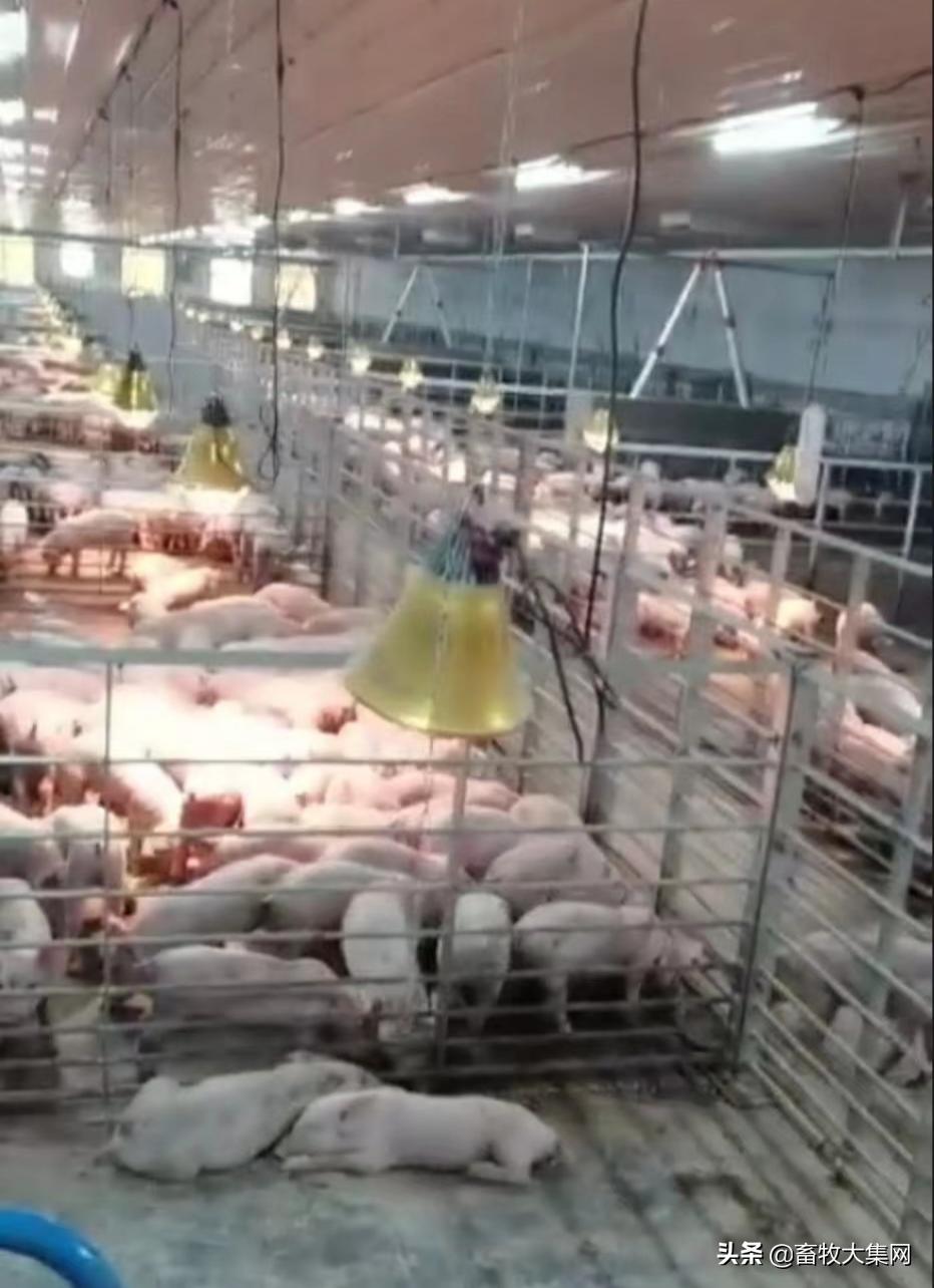 正邦集团养猪场死猪问题,正邦公司养猪案件进展