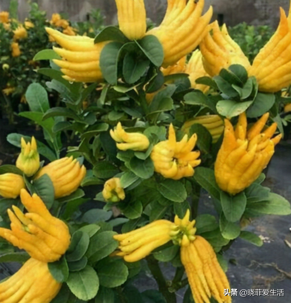 什么花最旺人旺家又好养好看,最旺家招财又好看好养的花