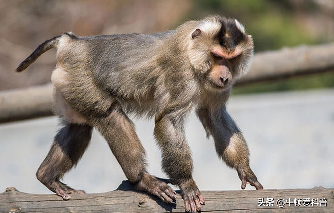 最凶残的猴子有多可怕,猴界最厉害的猴子到底是哪一种呢