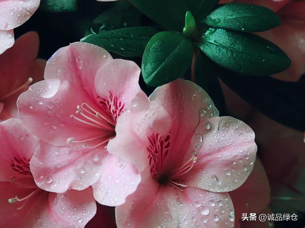 杜鹃花浇水可喷叶面吗,杜鹃花的浇水方法与技巧