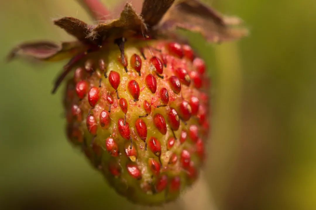 法国的弗州草莓和智利草莓从哪来,凤梨草莓跟普通草莓