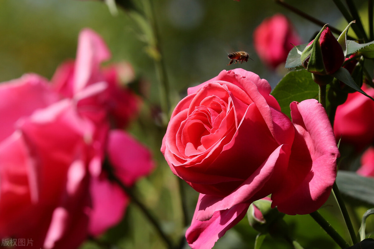 好养的植物小型图片和养殖方法,最好养的10种种植物