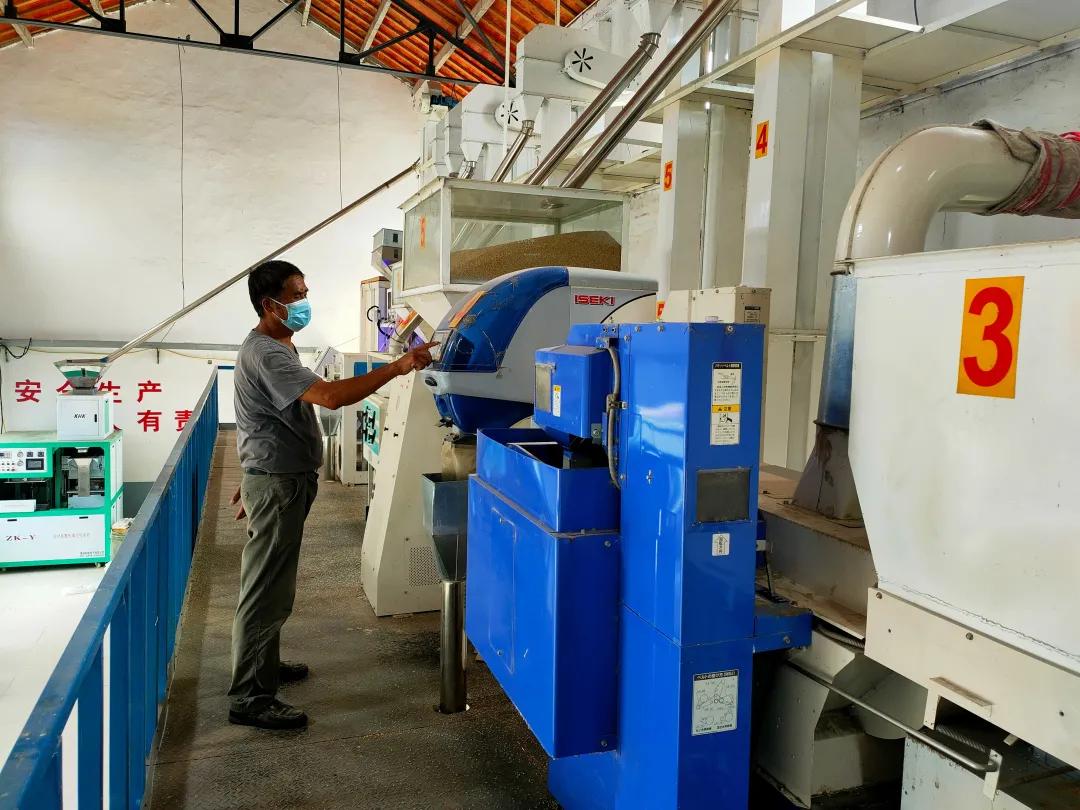 水台镇农村,描绘乡村振兴新蓝图