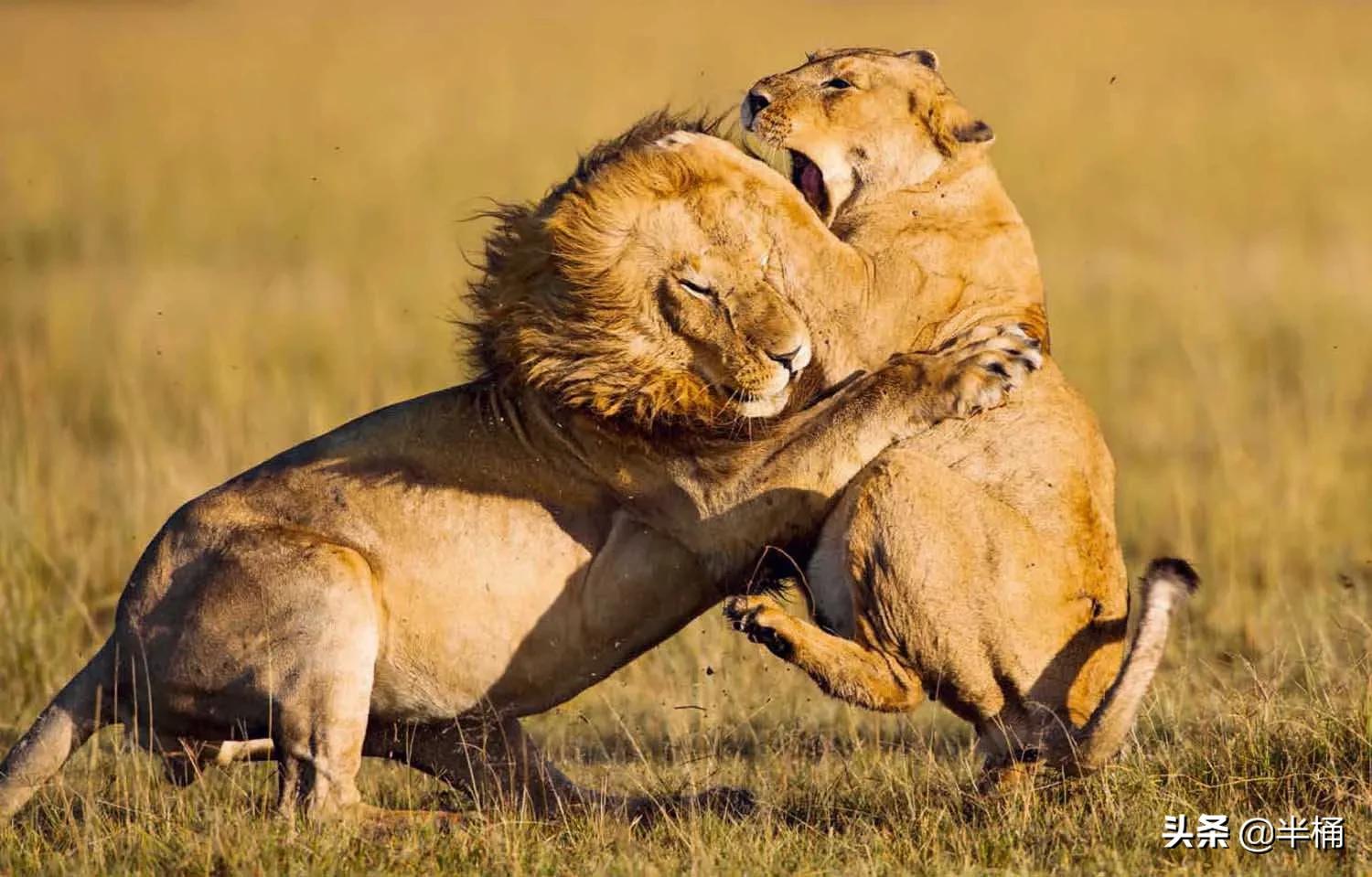 马赛人和东北虎,马赛人vs东北虎