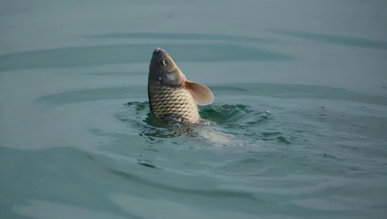 6.3鱼竿野钓选择什么调性,野钓鲢鳙鱼竿选择