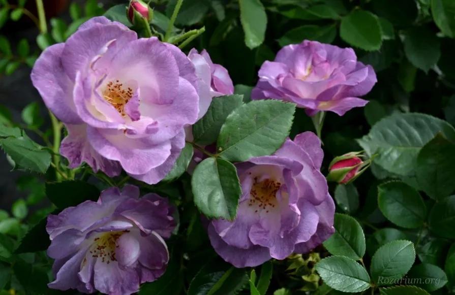 蓝色梦想树月季,蓝色梦想与什么蓝月季一样