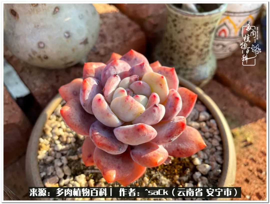 情不知所起一往而深歌曲,情不知所起一往而深完整版