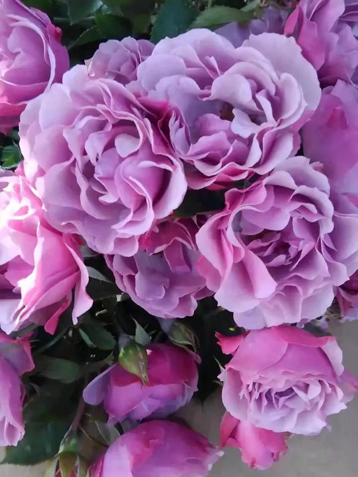 常见切花月季一览（45）