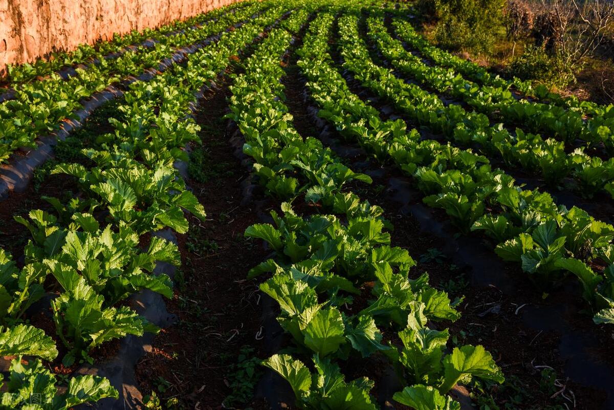 有机健康食品真的就那么健康吗,有机食品到底有必要吃吗