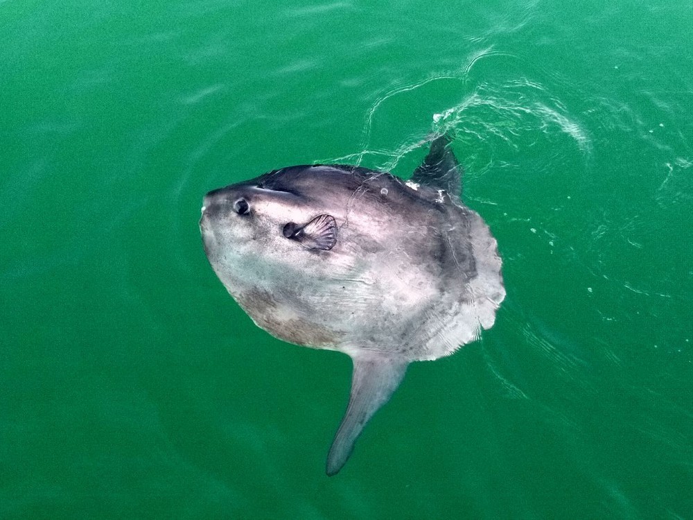 海洋里翻车鱼被吃了一半还能活吗,海中自助餐