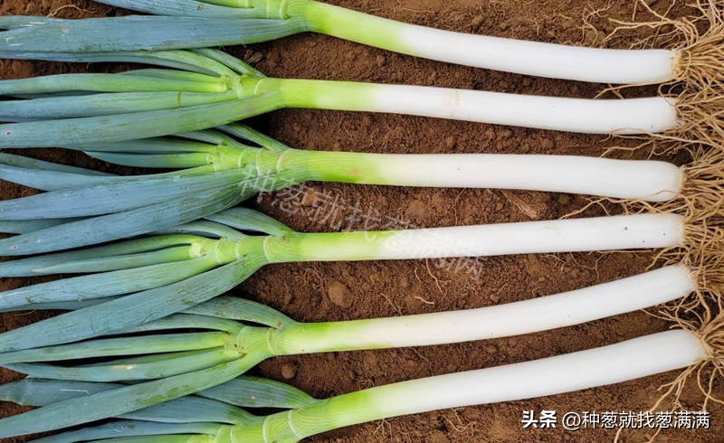 大葱种子啥品种高产及价格,2023年大葱种子哪个品种最好