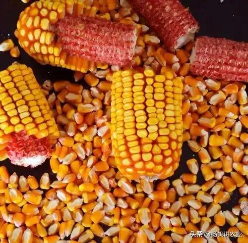 玉米种子1466好还是联创808好,玉米种子联创808和825哪个产量高