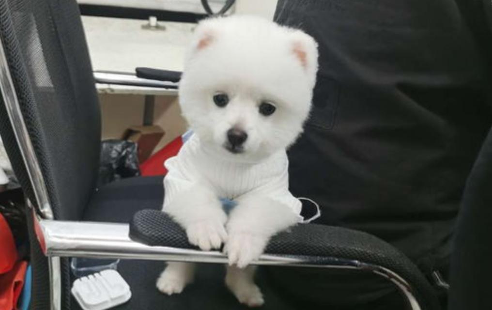 博美吃东西发抖,博美浑身发抖叫声凄惨怎么缓解