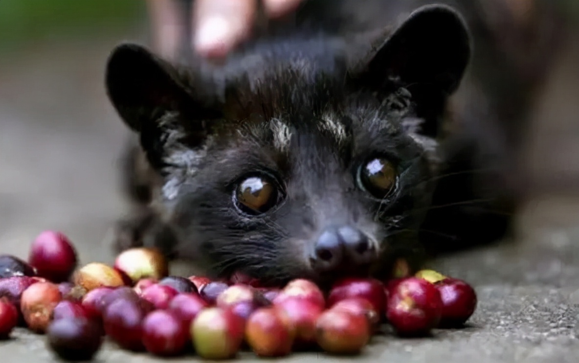 为了获取华丽的皮草，有的北极狐甚至被撑到压断四肢