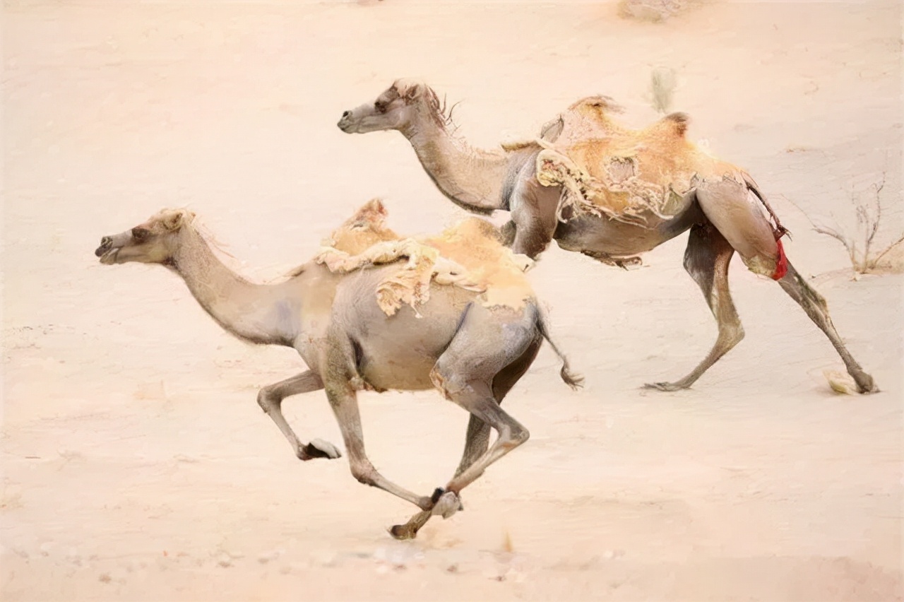 探秘可可西里无人区,探秘西伯利亚无人区